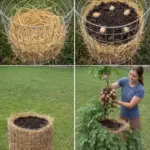 A Simple, Homemade Gel Method to Revolutionize Your Carrot Harvest