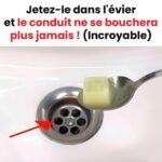 Top 10 Low-Maintenance Plants That Grow Almost by Themselves