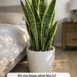 The Diet Connection: How Salt and Citrus Affect Kidney Stones