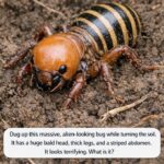 Surely There’s Only One Correct Answer 👀🥒 How Many Pickles Belong On A Burger Revealing The Great Food Debate Between Minimalists And Flavor Lovers As Opinions Clash Over One, Two, Or A Crunchy Stack Exploring Taste, Balance, And Texture While Challenging Everyone To Decide Where They Truly Stand On This Surprisingly Divisive Burger Question