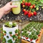 The bones in my cooked chicken are dark gray or black — is that dangerous?