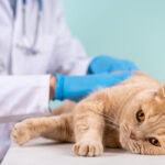 Doctors reveal that eating eggs frequently causes ….