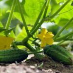 I Took Guardianship of My 7 Grandchildren and Raised Them on My Own – 10 Years Later, My Youngest Granddaughter Handed Me a Box That Revealed What Really Happened to Her Parents