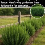 Cheesy Asparagus Casserole!