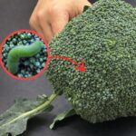 Sumac Tree Benefits – A Powerful Medicinal and Culinary Plant