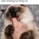 Slow Cooker Barbequed Beef Ribs