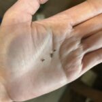 Woke Up To This On Your Bed? The Truth Will Shock You!