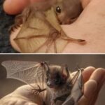 Purple Deadnettle (Lamium purpureum): A Hidden Gem of Medicinal and Practical Uses