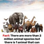 Why your cat headbutts you and what it means