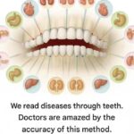 Oregano: The Small Plant with Big Health Benefits