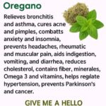 El Garlic: The Natural Antibiotic That Wages War on Infections