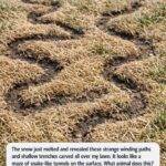 Benefits and Uses of Chayote Juice: A Refreshing Boost for Your Health