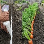 Grow Mint Near Your Patio – The Scent Does More Than Just Smell Good