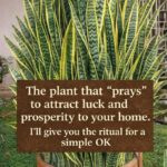 4 EASY SHRIMP MARINADES (MEAL PREP STYLE)