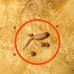 This vegetable restores vision and cleanses fat from the colon and liver