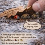 Have You Tried Boiling Pineapple Peels with Cloves for a Simple Daily Drink?