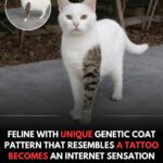 Put Rosemary Around Your Fence Line – The Reason Has Roots in Old Traditions