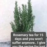 Don’t Toss These Out: 10 Clever Ways to Reuse Broken Terra Cotta Saucers