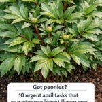 The Health Benefits of Bay Leaves