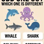 Pick the Odd One Out: What Your Choice Says About You