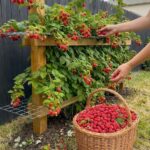 Beef, Liver and Onions!!!