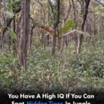 12 Self-Seeding Flowers That Come Back on Their Own Every Year