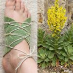 Miracle plant’ gets rid of 98% of microplastics in drinking water: new study