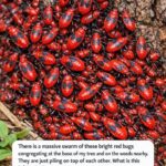 Lady mounts old drawer fronts sideways on the wall. You’ll never look at furniture scraps the same way again