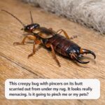 My grandmother used to make soap using just vinegar and baking soda—it smells wonderful, cuts through grease, and has that homey scent! It’s great for both your skin and around the house