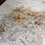 Growing Peppers in a Cloth Bag at Home