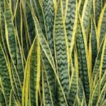 How to get rid of inner ear crystals and reduce vertigo