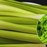 Don’t Toss Those Mismatched Plastic Lids Just Yet