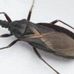 Soak your feet in vinegar once a week and watch these 9 health problems disappear