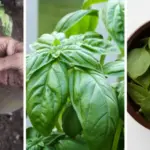 How to Prune Basil for Big, Bushy Basil Plants (With Photos)