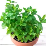 They call it natural morphine because it removes muscle, joint, and rheumatic pain