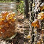 Tribulus Terrestris (Puncture Vine): Benefits, Traditional Uses, and Science-Backed Effects