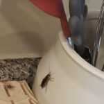 See The Strange Object Puzzling Social Media