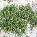 Exploring the Differences Between Store-Bought and Farm-Raised Beef