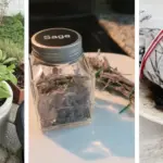 Fig Leaves for Health: Benefits, How to Use, and Natural Remedies