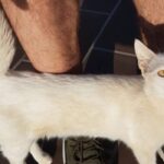 Benefits of guava leaves: what they are for and how to use them correctly