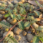 Exploring the Differences Between Store-Bought and Farm-Raised Beef
