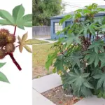 5 Best Baby Oil DIY’s For Wrinkle Free, Clear, Glowing Skin