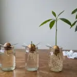 3 tricks to preserve bananas for twice as long