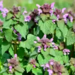 What to Do If Your Steak Turns Gray: A Guide to Meat Safety