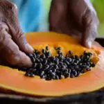 Purple Dead Nettle (Lamium purpureum): A Wild Ally for Circulation and Heart Health