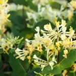 Why Are These Bright Red Bugs Swarming Your Tree? A Closer Look