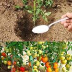 Mini Pepper Poppers