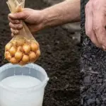 Reviving Ancestral Wisdom: The Orange Peel and Clove Elixir